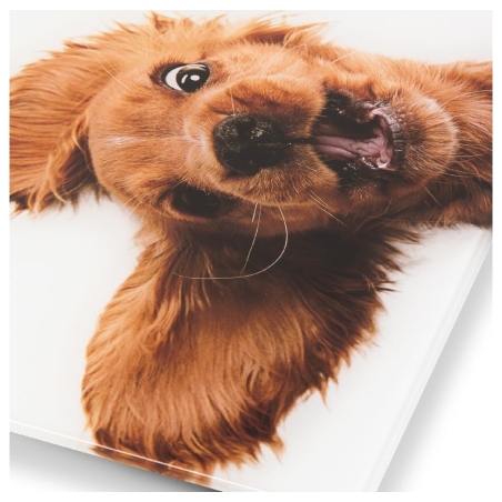 Zelmer ZBS1010 Crazy dog