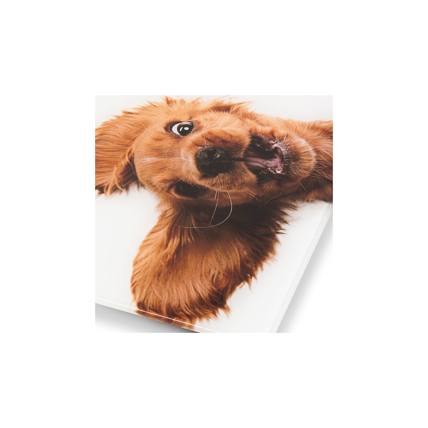 Zelmer ZBS1010 Crazy dog