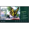 Benq Large-format monitor 55-inch ST5504 LED 4K/4500:1/ANDROID