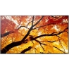 Sharp Monitor M652 65 inches 24/7 550cd/m2