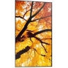 Sharp Monitor M652 65 inches 24/7 550cd/m2