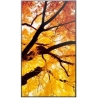 Sharp Monitor M652 65 inches 24/7 550cd/m2
