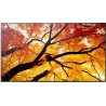 Sharp Monitor MultiSync M502 50 inches 550cd/m2 24/7