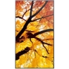 Sharp Monitor MultiSync M502 50 inches 550cd/m2 24/7