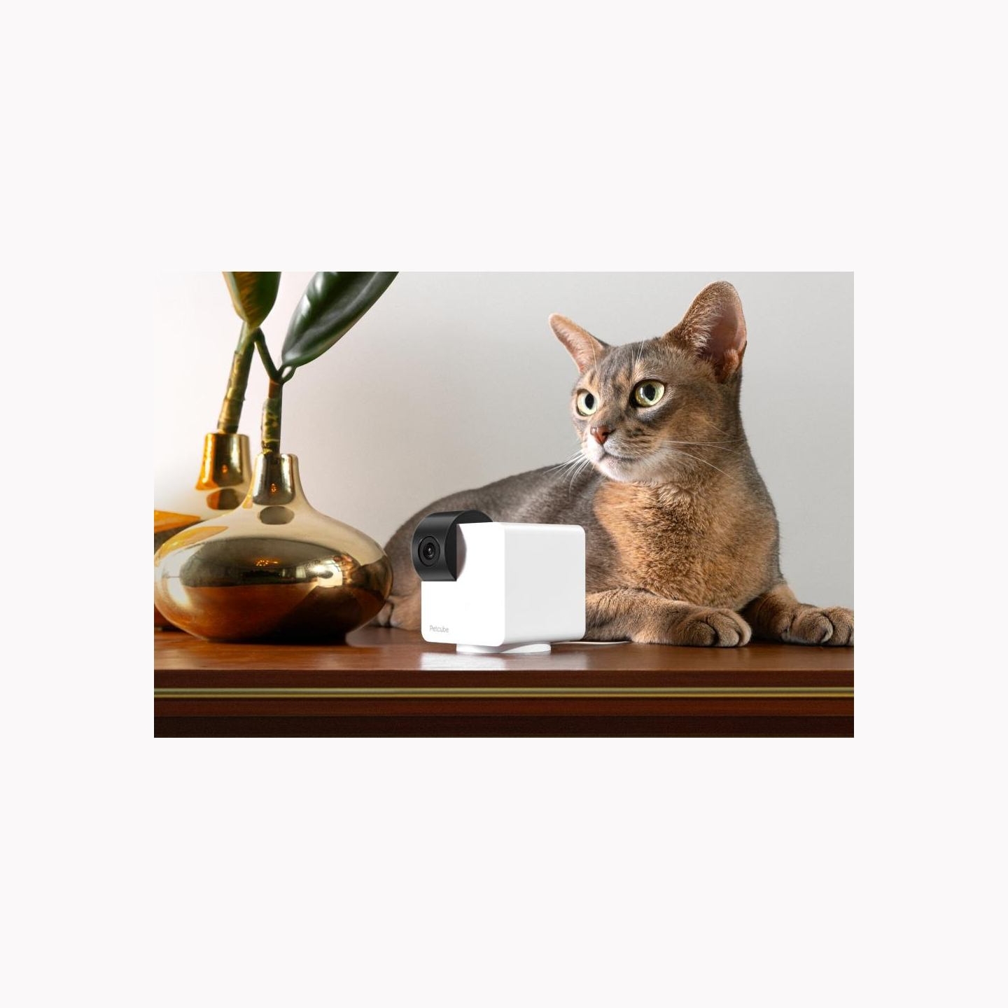 Petcube WRL CAMERA CAM 360/P36010US PETCUBE