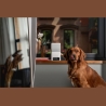 Petcube WRL CAMERA BITES 2 LITE/BL10US PETCUBE