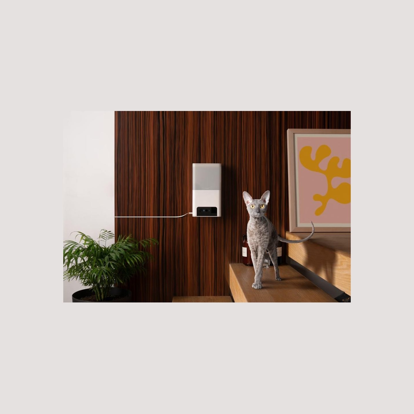 Petcube WRL CAMERA BITES 2 LITE/BL10US PETCUBE