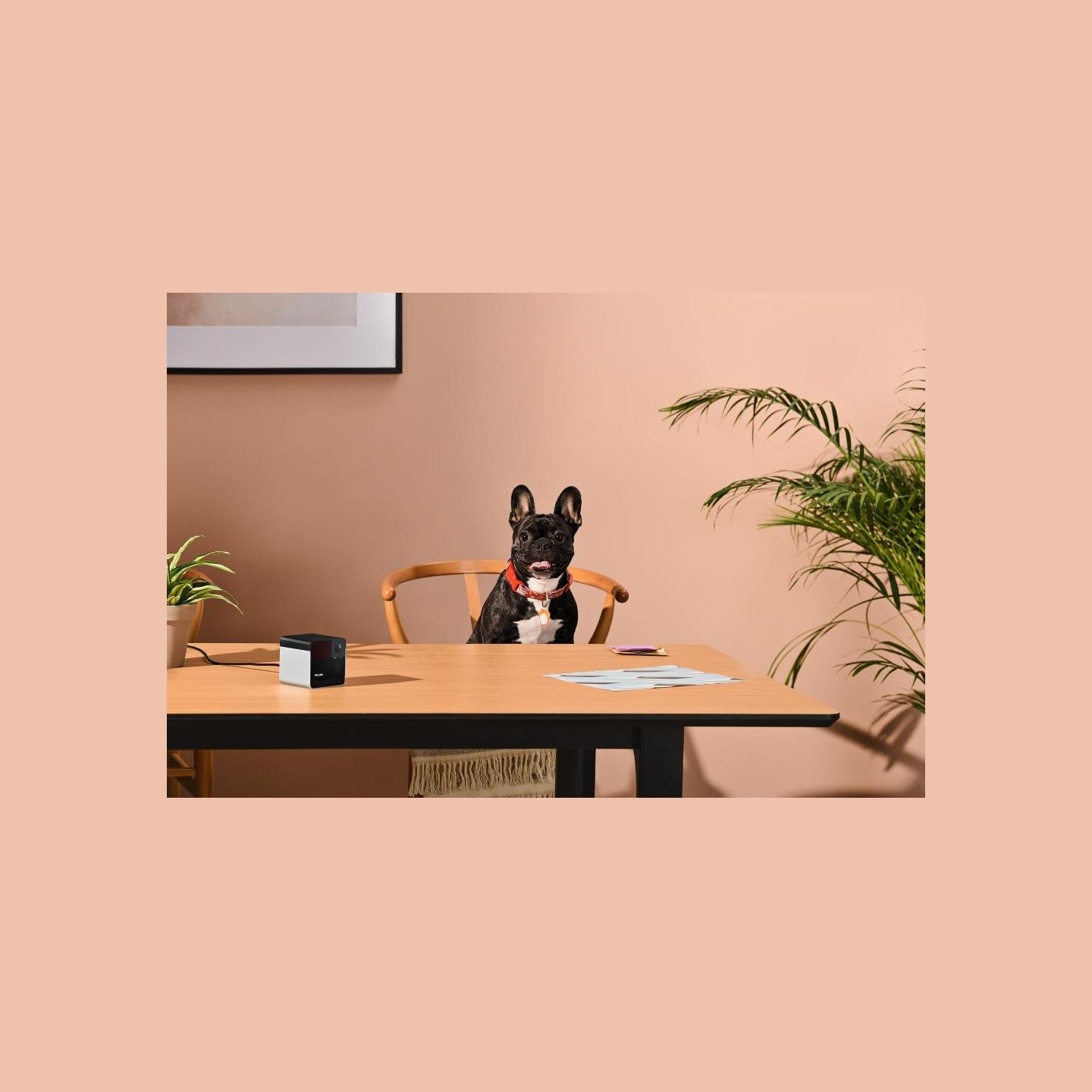 Petcube WRL CAMERA PLAY 2/PP20US PETCUBE