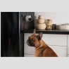 Petcube WRL CAMERA HD/CC10US PETCUBE