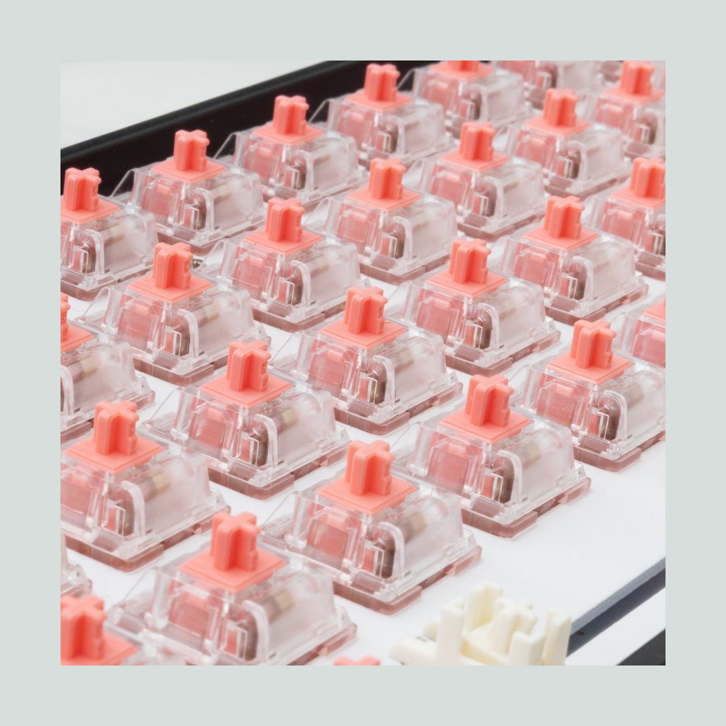 White Shark Venom Rose Mechanical Switches 25 pcs.